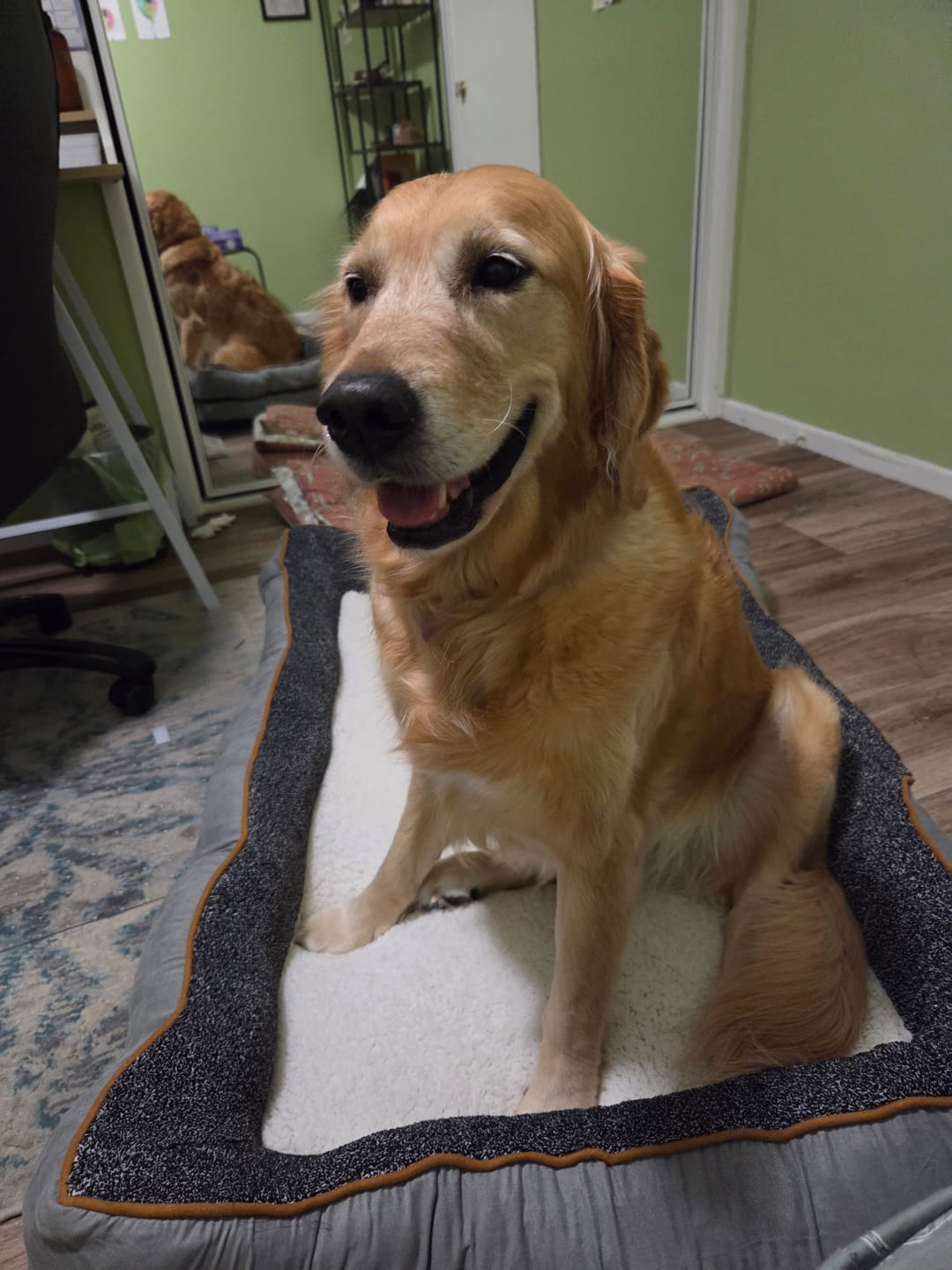 Customer photo review of Pets Gear Orthopedic Dog Bed