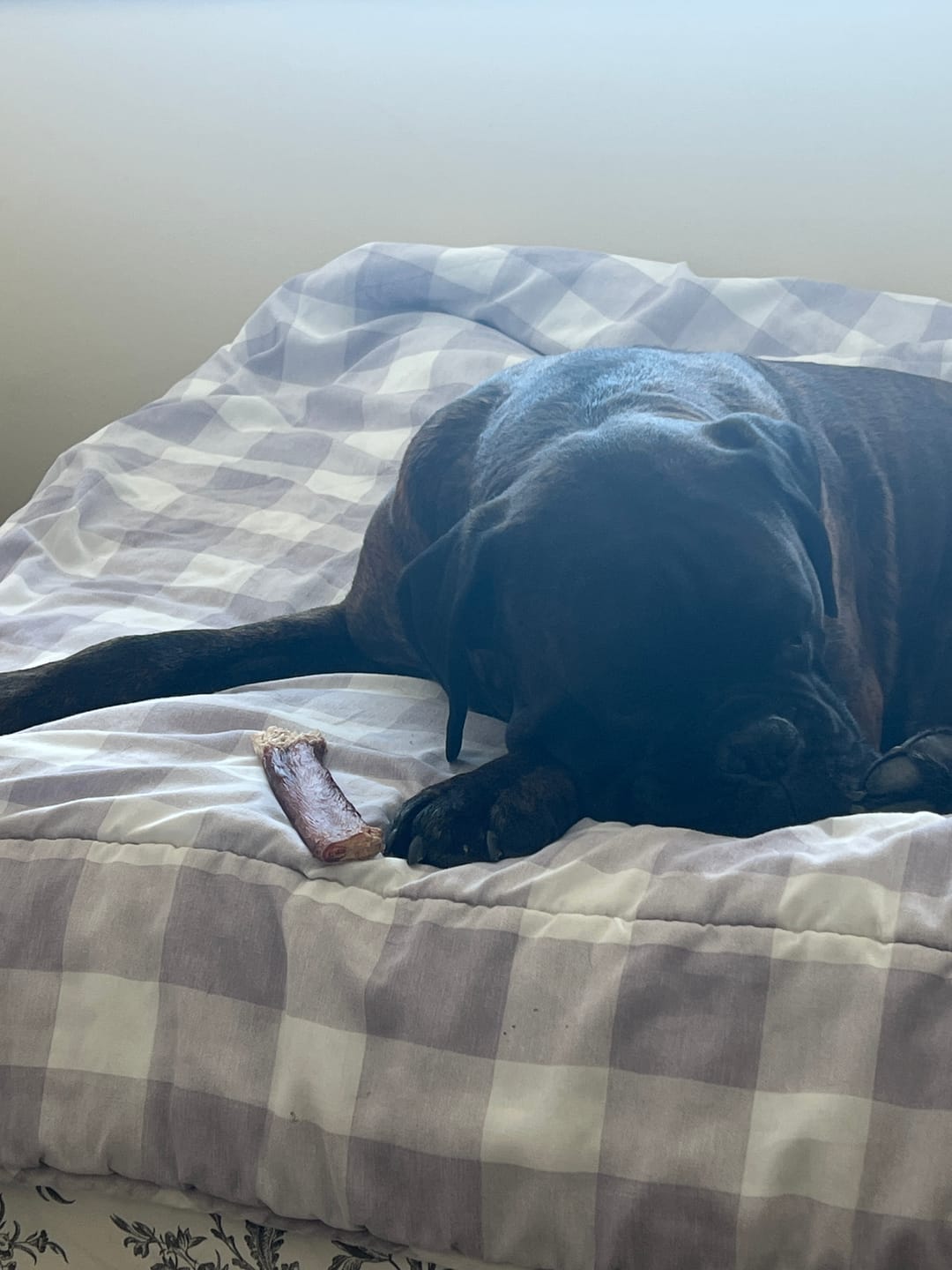 Customer photo review of 6 Inch Monster Bully Stick