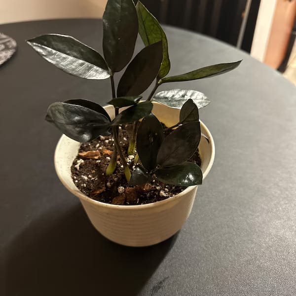 Customer photo review of Raven ZZ plant | Indoor Live Zamioculcas Zamiifolia Raven Plant | Rare Indoor Plant | Zansibar gem | Black ZZ Plant