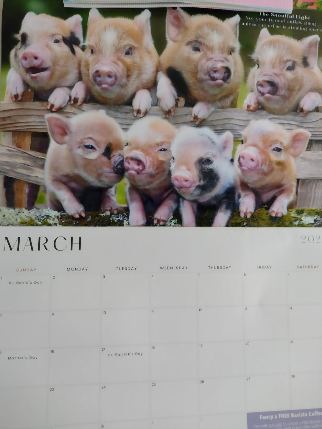 Customer photo review of Pennywell Miniature Pig 2026 Calendar