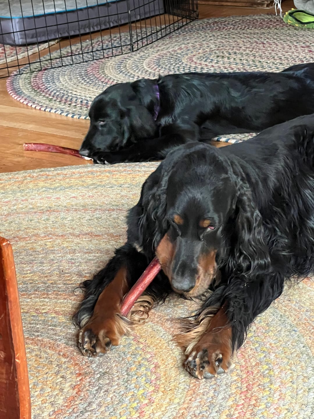 Customer photo review of 12 Inch Monster Bully Stick