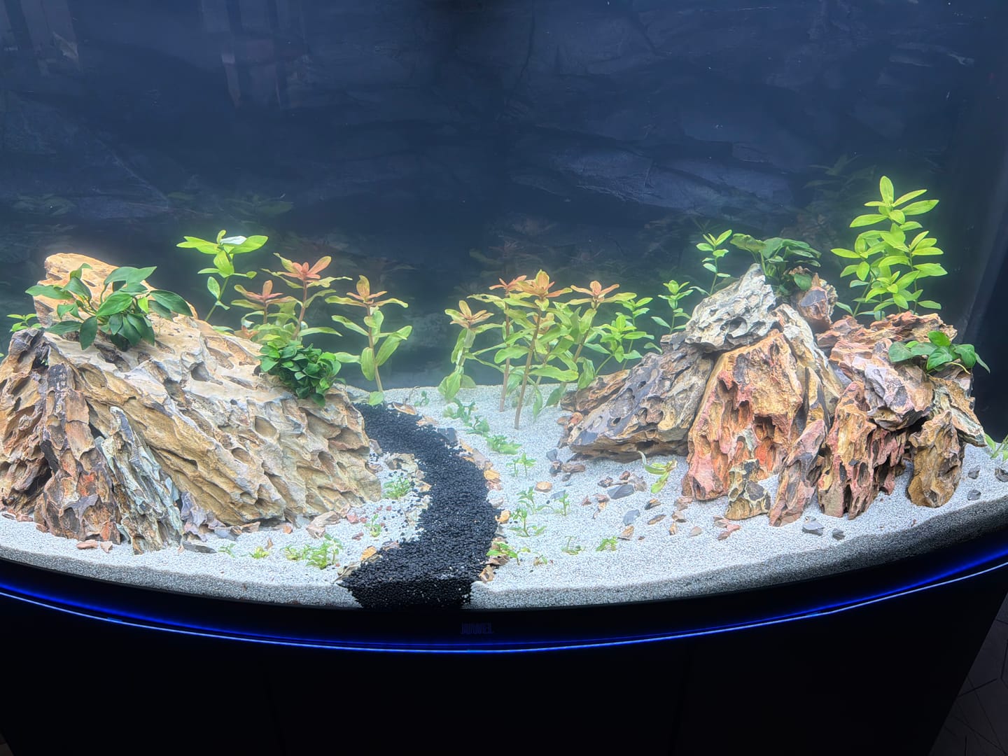 Customer photo review of Aquarium Vision 260 LED Noir Tout Équipé JUWEL - 260L