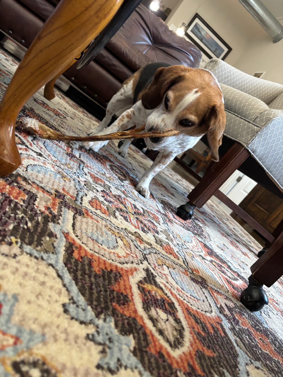 Customer photo review of Ostrich Long Tendon (16" x 2.5" x 1"): The Satisfying, All-Natural Chew for Dental Health & Joint Support (Copy)