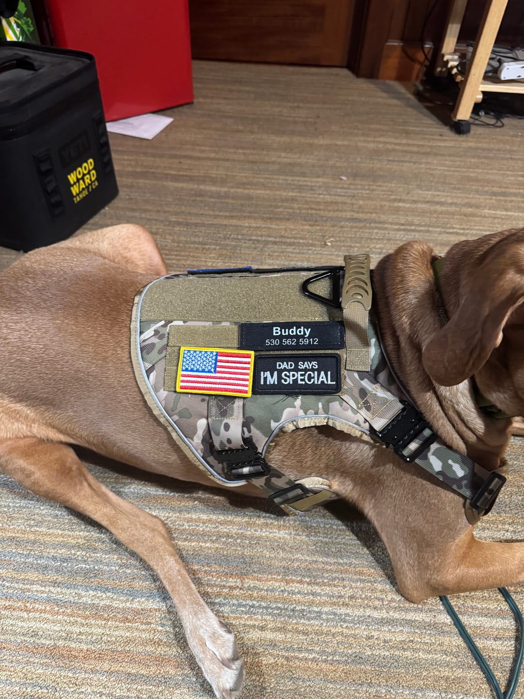 Customer photo review of Hook & Loop Patch Variety Bundle For Harness (Pack of 12)