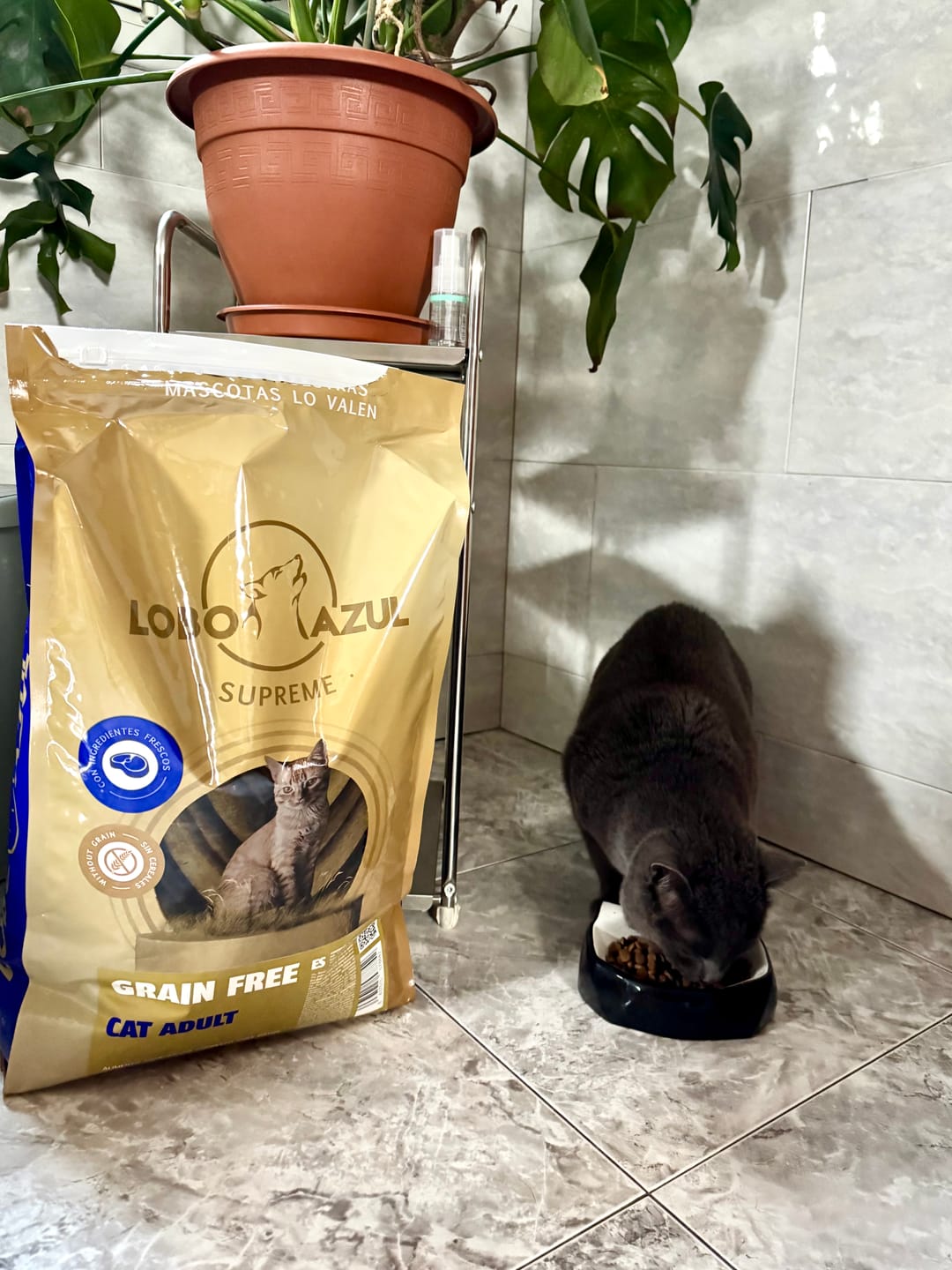 Customer photo review of Grain Free Cat Adult