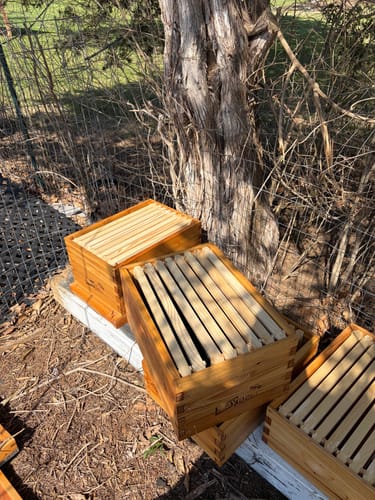 Customer photo review of MayBee Hives Beeswax Coated 8 Frame 4 Layer Langstroth Beehive Include 2 Deep Brood Boxes With Black Foundation And 2 Honey Medium Super Boxes with Yellow Plastic Foundation