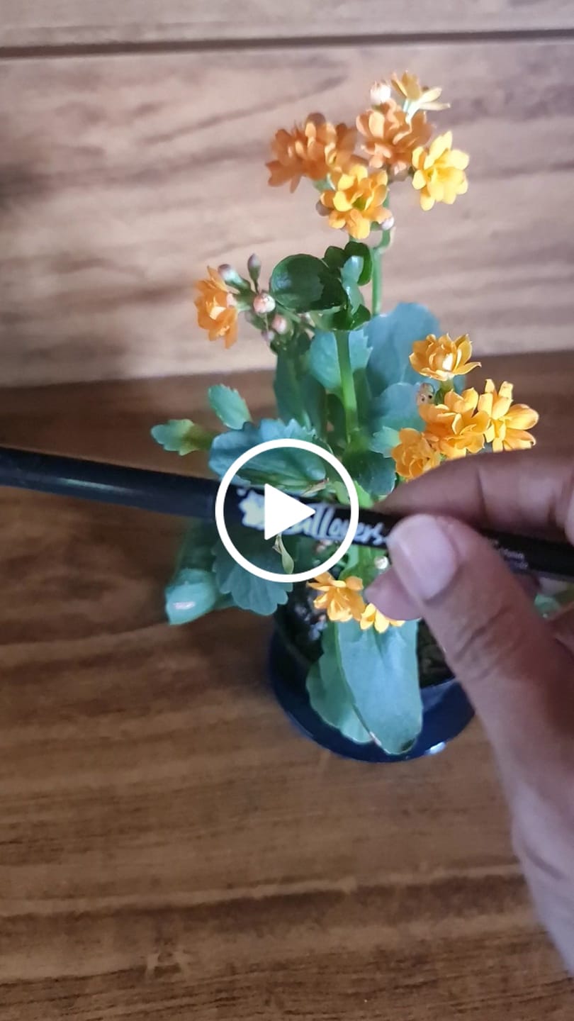 Customer video review of Lapiseira para Olhos Preta - Cat Lovers - Vizzela