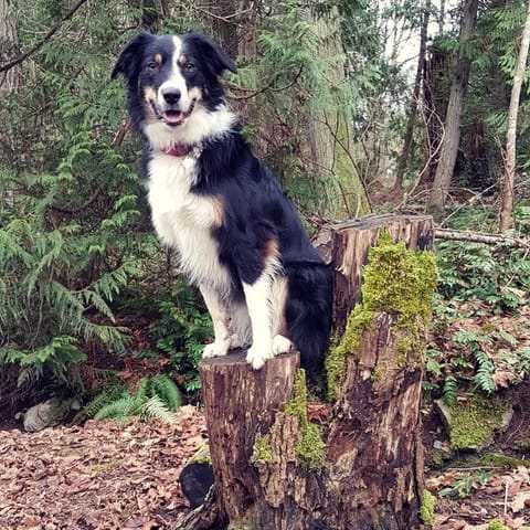 Customer photo review of Himalayan Yak Chew (EXTRA LARGE)