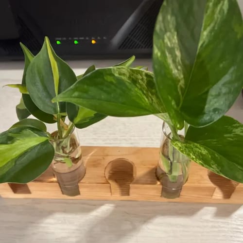 Customer photo review of RARE Marble Pothos Cuttings - Gorgeous Variegated Indoor easy care house plant, Marble Pothos, White and Green variegation propagation plant