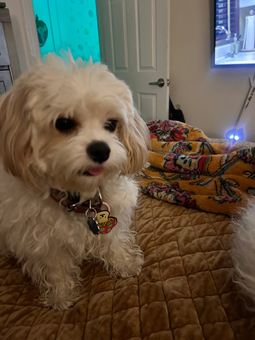 Customer photo review of Fur Majesty Jiby Dog Charm
