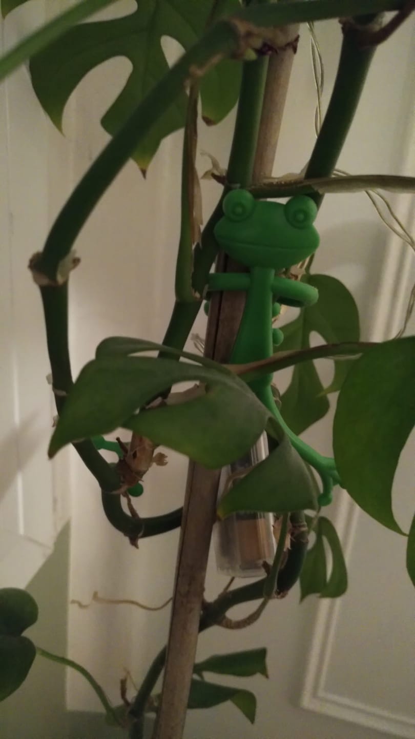 Customer photo review of Mamie Frog®