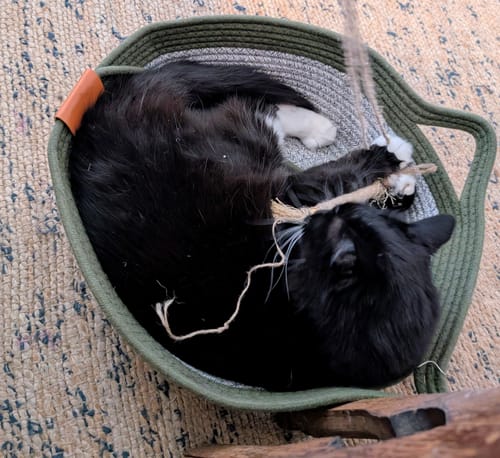 Customer photo review of Instinct Basket | Meet the first research-backed natural territory for indoor cats