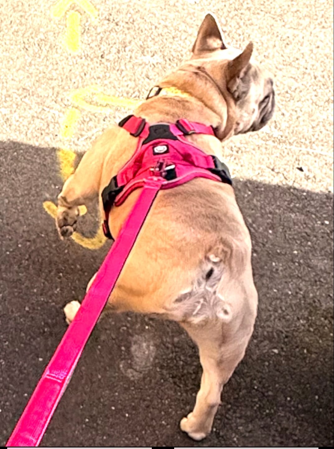 Customer photo review of Anti Pull Hurricane Harness Lighter | With Handle - Carminerose