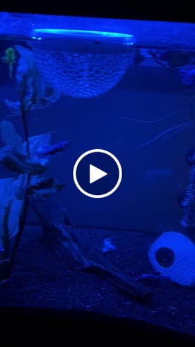 Customer video review of Female Betta Fish Koi Nemo Neon Plakat