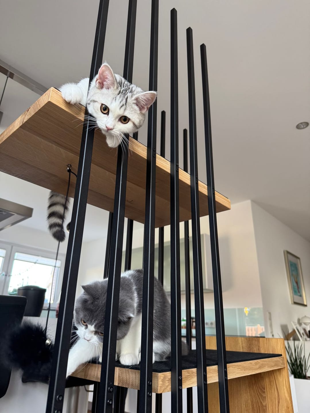 Customer photo review of STYA Katzen Kratzbaum MS210 | Schwarz