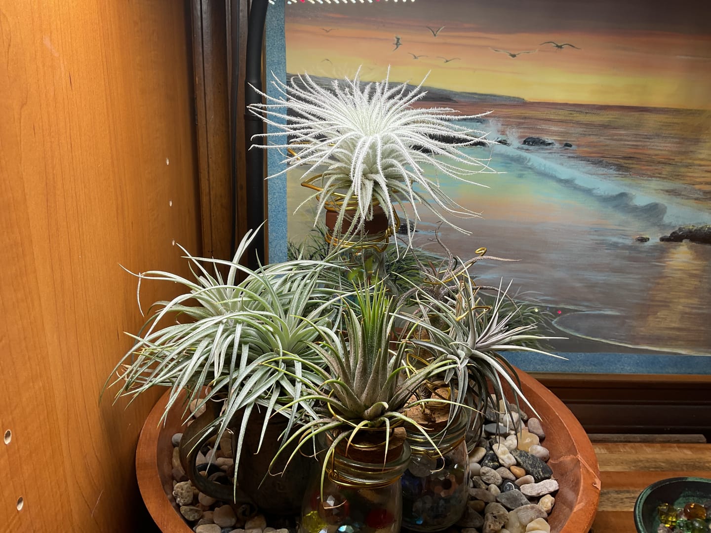 Customer photo review of Tectorum Ecuador  (AKA Snowball)