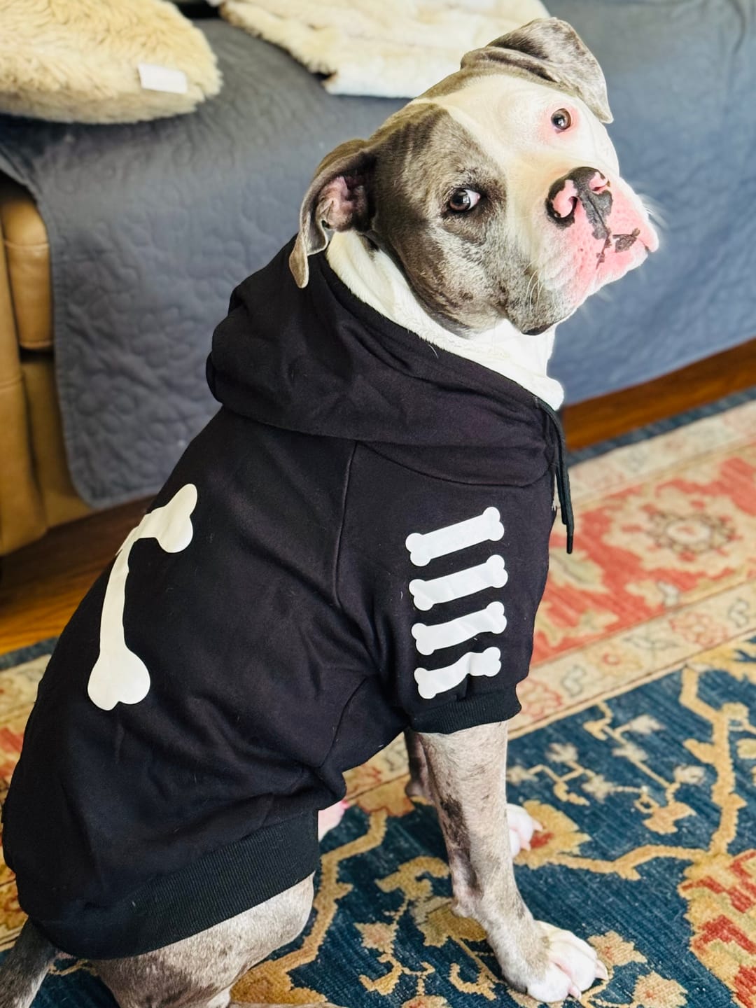 Customer photo review of "WOOF" Dog Hoodie - Black & Reflective