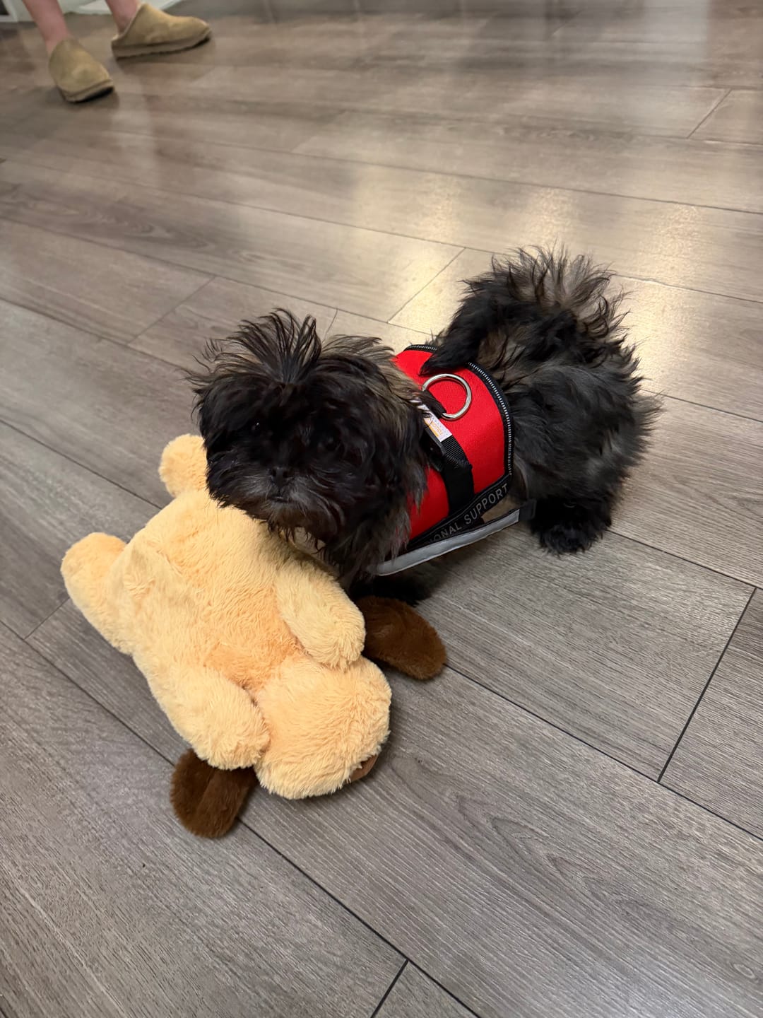 Customer photo review of Peluche Antiestrés para Mascotas