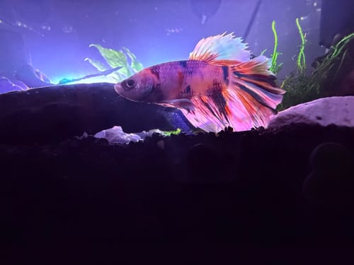 Customer's colorful betta fish swimming in a lit aquarium which is the new home for the Flame Moss.
