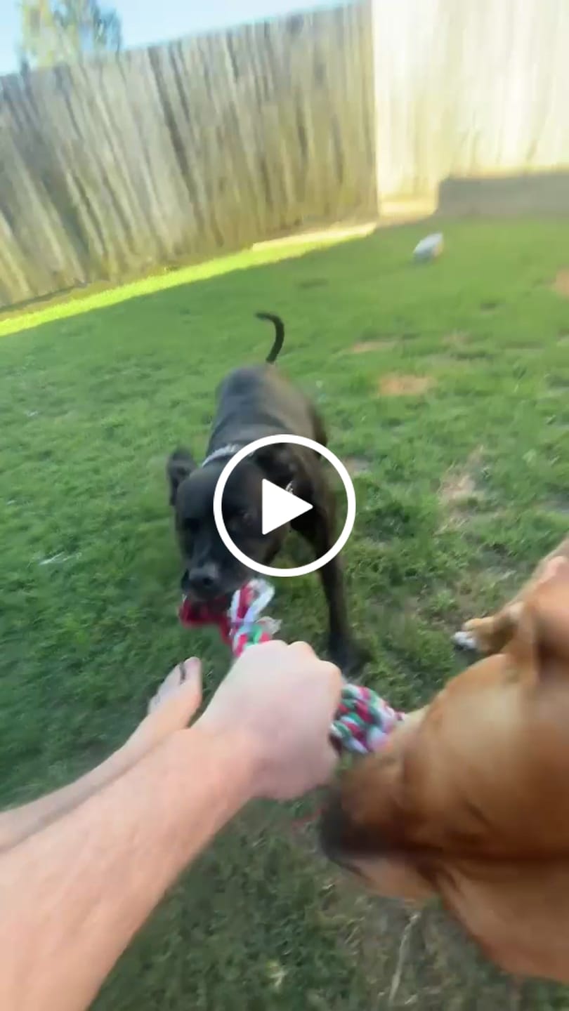Customer video review of Hand Made Leather Dog Collar - Ruffneck Black & Chrome (Wide Fit)