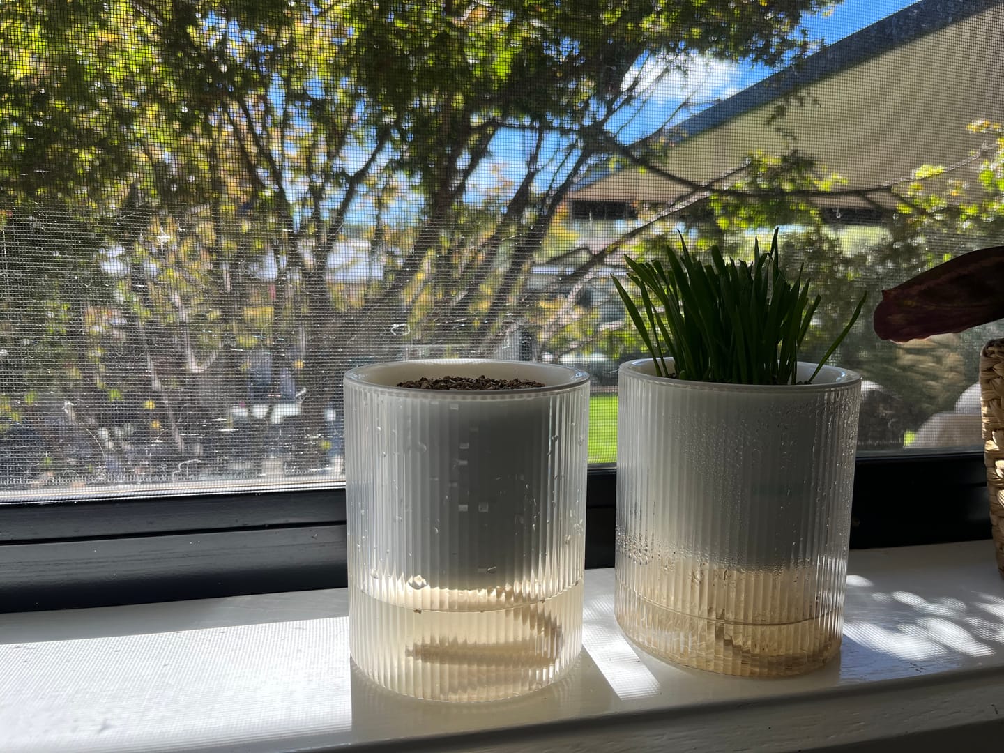 Customer photo review of Michu Cat Grass Seed Replacement Pack - The Ultimate Solution for Lush and Healthy Cat Grass Growth in Australia