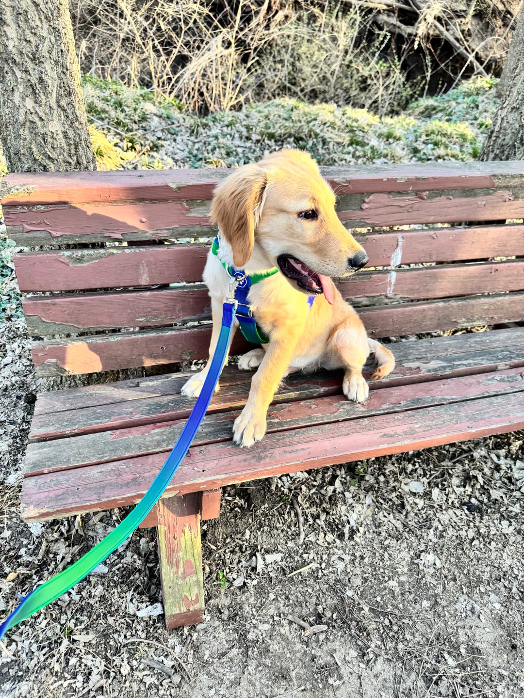 Customer photo review of Leash and Poop Bag Holder Set - Lime Wave