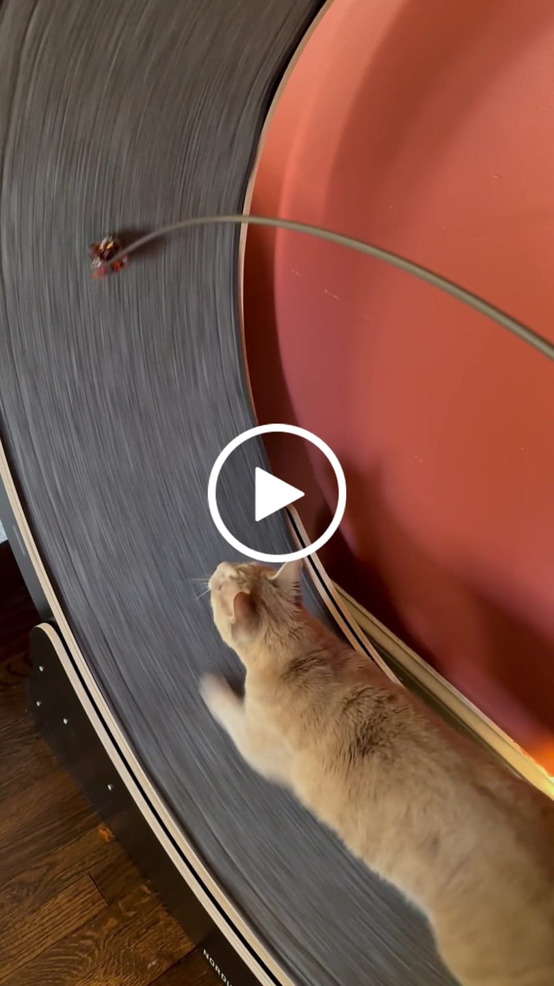 Customer video review of Nordic Beast Cat Wheel — Built for Large, High Energy Indoor Cats