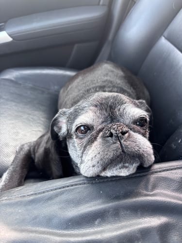 Customer photo review of Iron Paws Premium Dog Supplement