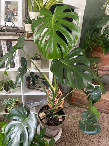 Customer's large, healthy Monstera plant after using the Houseplant Pest Spray.