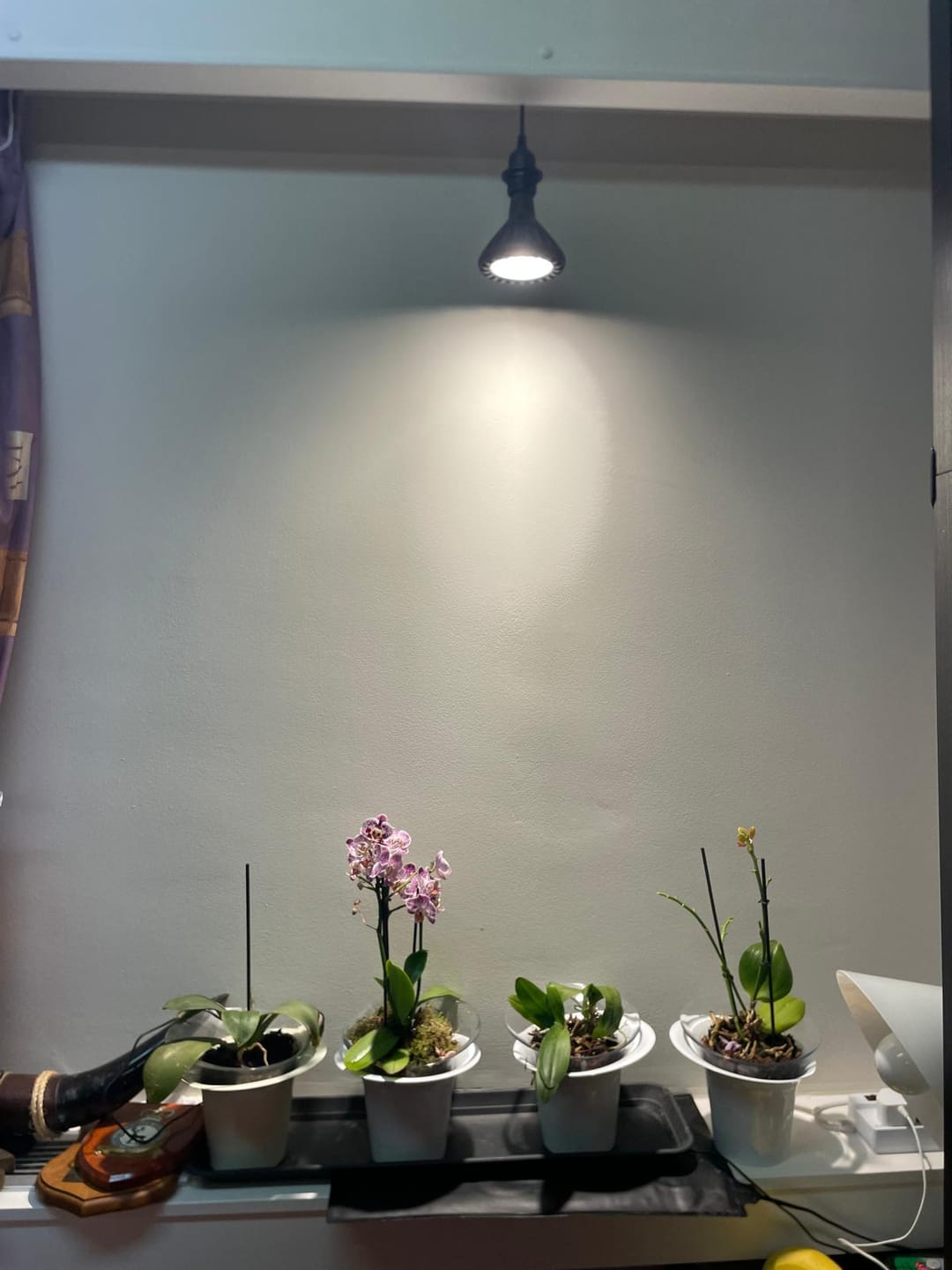 Customer photo review of Pianta 30 Grow Light LED Bulb