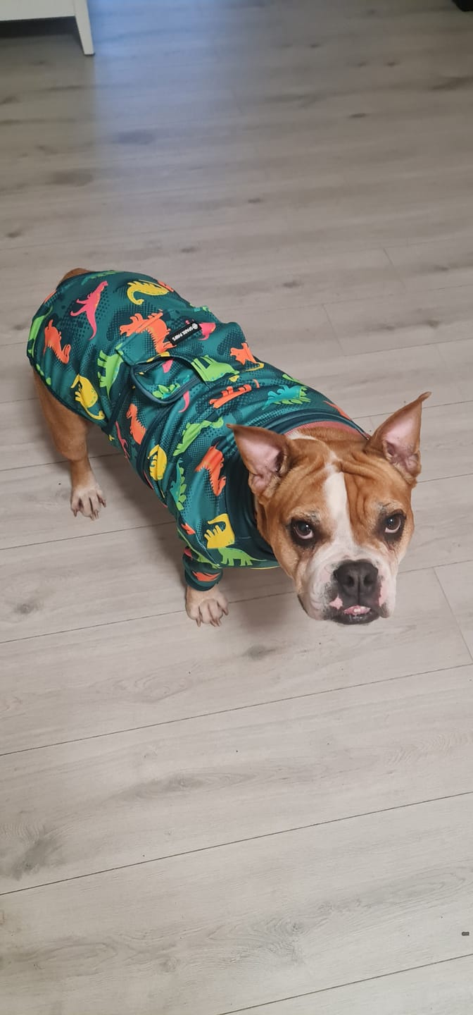 Customer photo review of Dog Surgical Suit - Dinosaurs