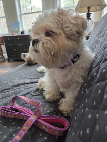 Customer photo review of Lead - Sunsetional