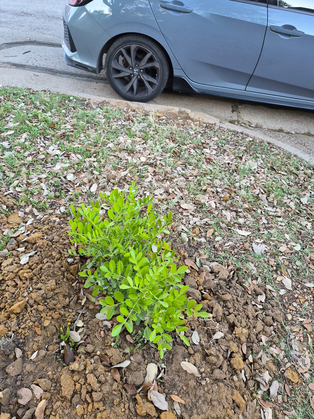 Customer photo review of Texas Mountain Laurel