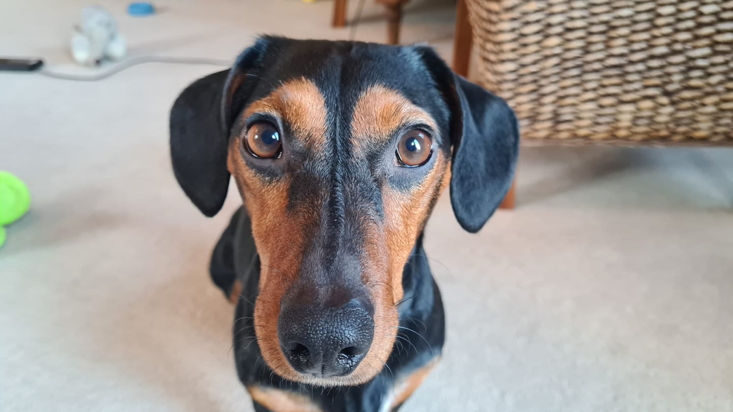 Customer photo review of Probiotic Eye Care Spray for Pets - 100ml