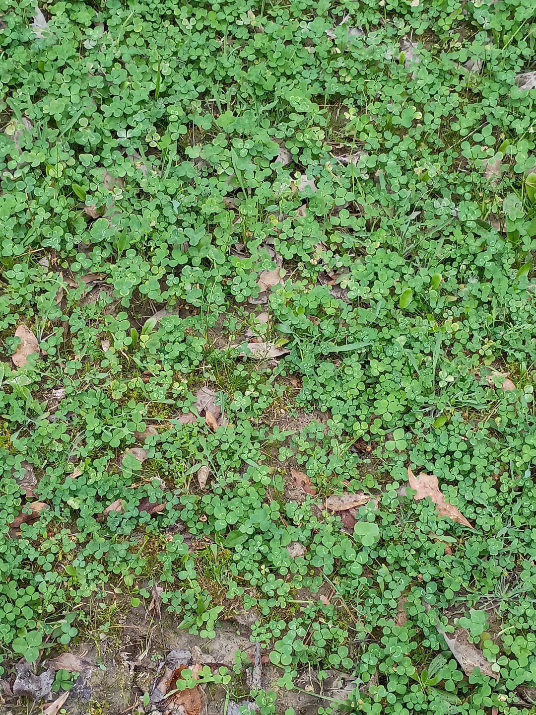 Customer photo review of Multi-Year Mix