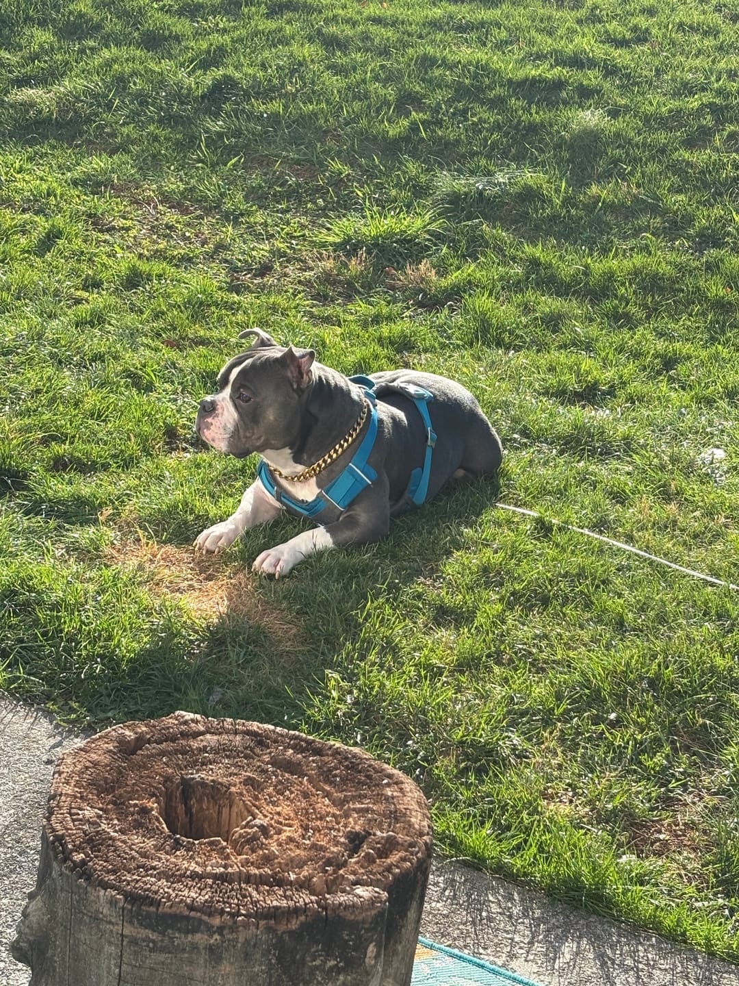 Customer photo review of Gold Chain Dog Collar 20mm