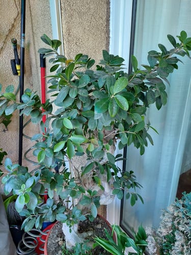 Customer photo review of Fertibono CitriPlus: Abono Cítricos, (1L), Rico en Hierro, Zinc, Calcio,Manganeso, Magnesio, AminoAcidos y NPK - Abono Plantas, Ecológico, Residuo Cero