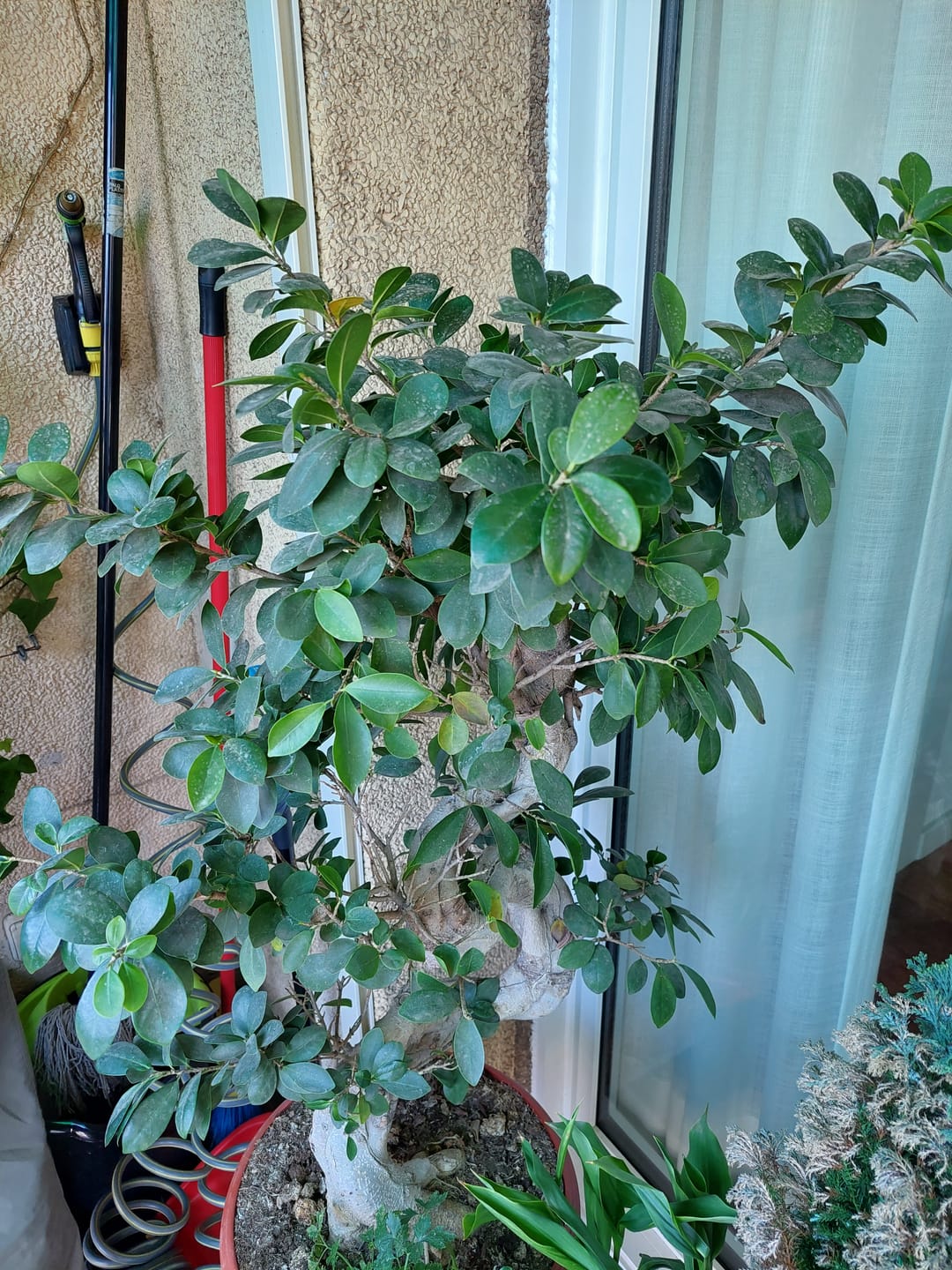 Customer photo review of Fertibono CitriPlus: Abono Cítricos, (1L), Rico en Hierro, Zinc, Calcio,Manganeso, Magnesio, AminoAcidos y NPK - Abono Plantas, Ecológico, Residuo Cero