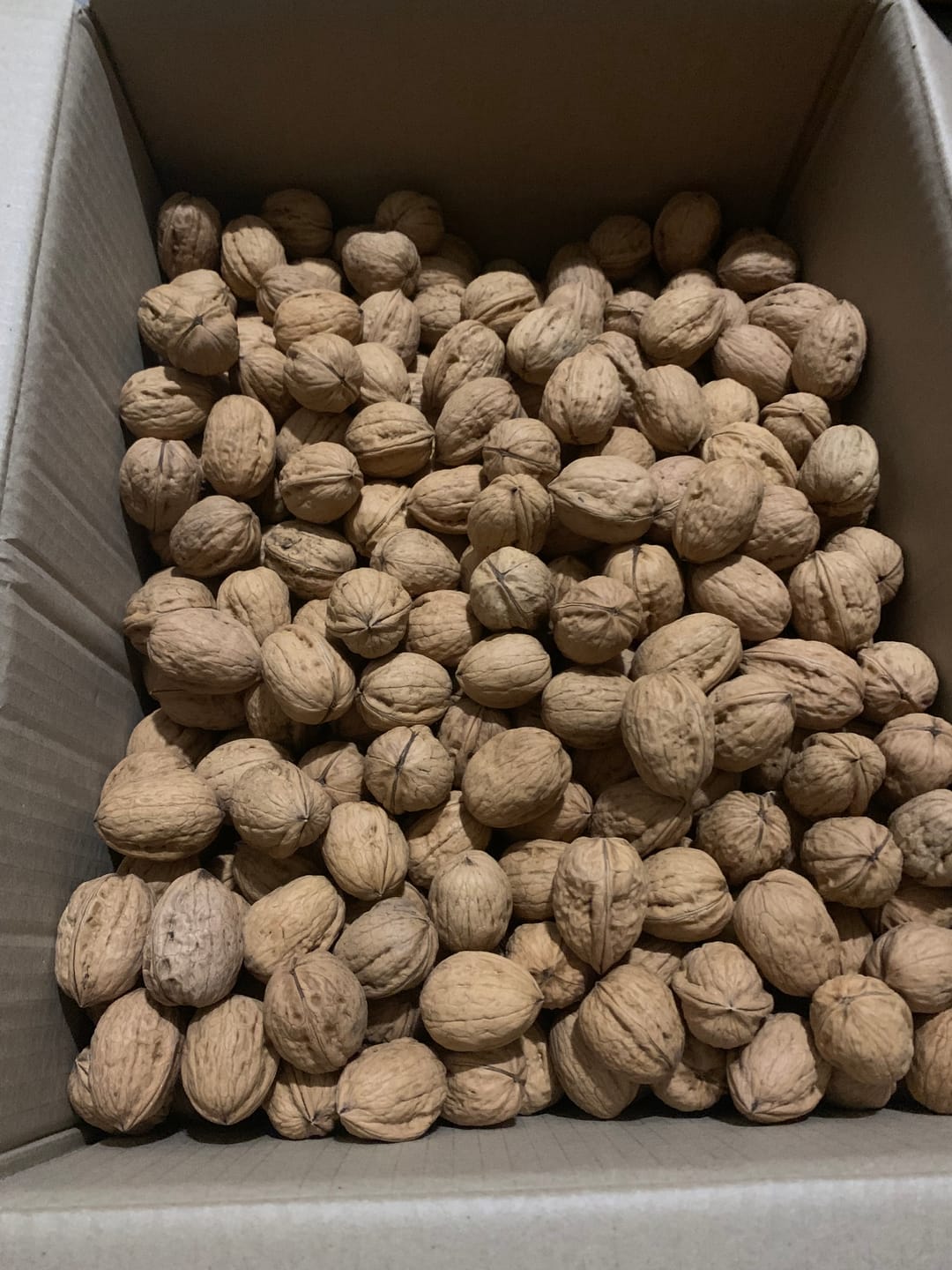 Customer photo review of Walnüsse „Franquette“ Bio original Grenoble AOP neue Ernte