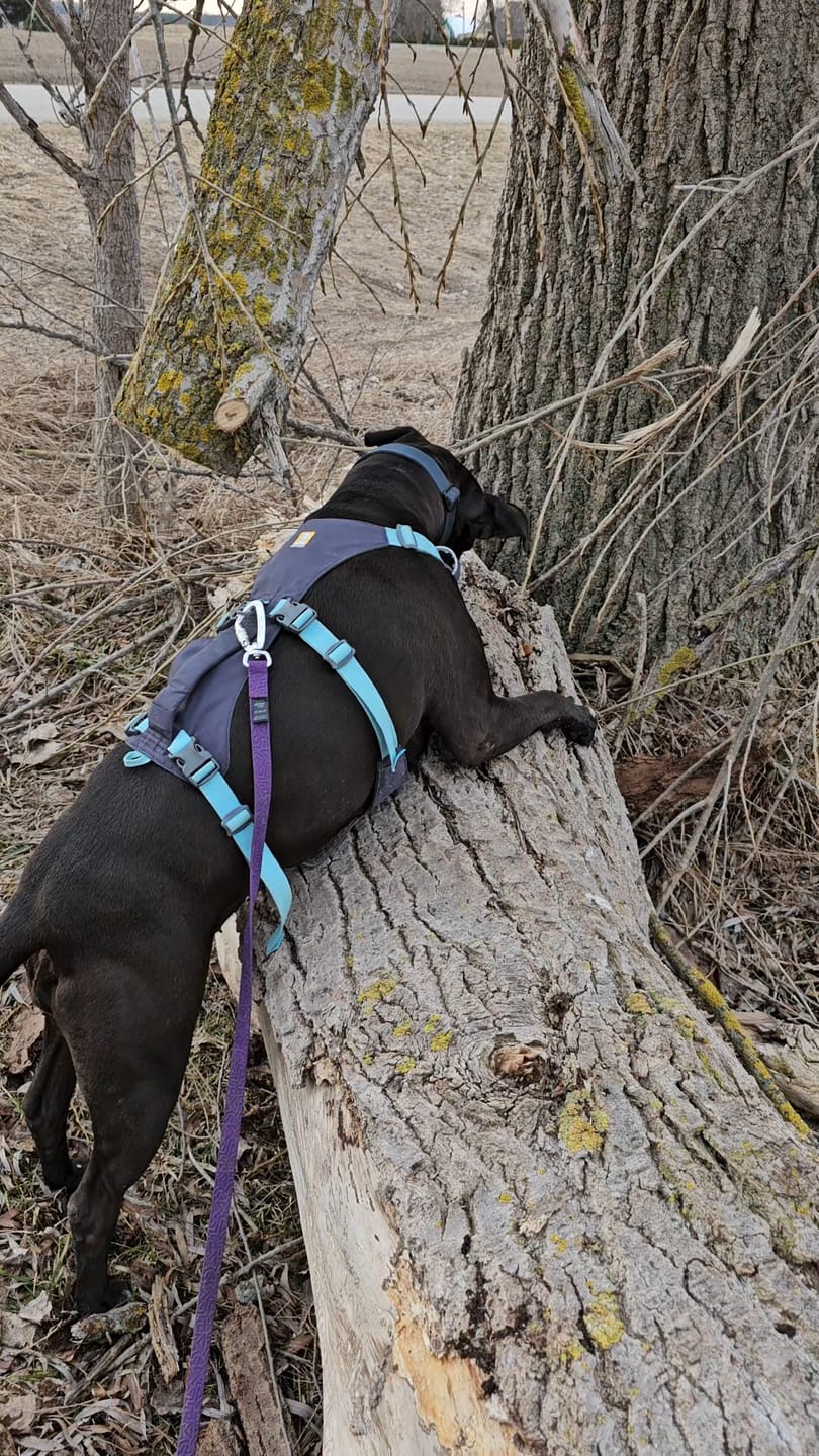 Customer photo review of Tidal Waterproof Longline
