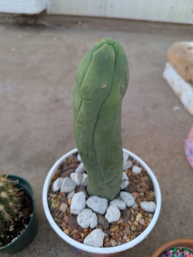 Customer photo review of Trichocereus Bridgesii Monstrose | Long Form | Type A | Penis Cactus