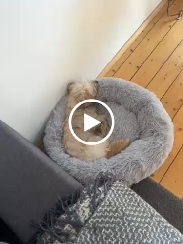 Customer video review of Puppery Hundebett Wolke 7 - Das Original