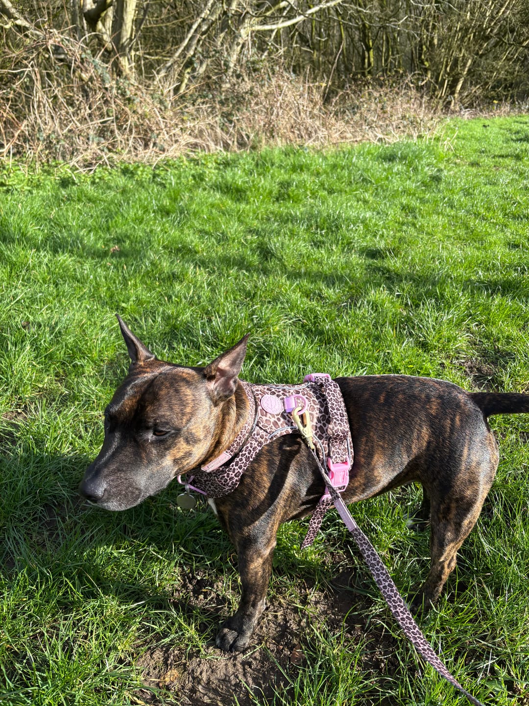 Customer photo review of Tough Trails™ Harness -  Leopard Print