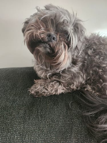 A customer's fluffy grey dog resting on a couch; its PawLax Collar is hidden under its fur.