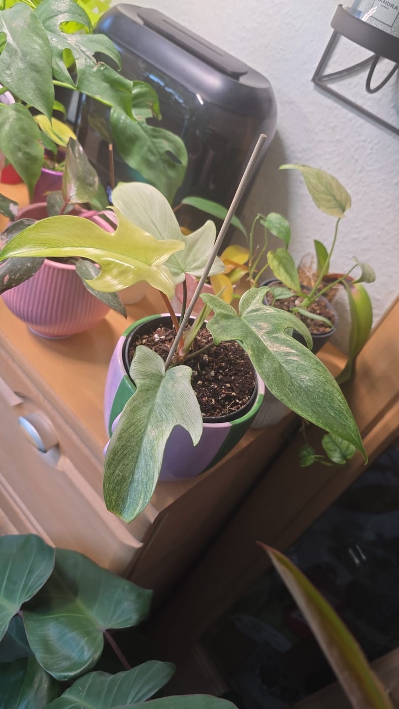 Customer photo review of PHILODENDRON FLORIDA GHOST