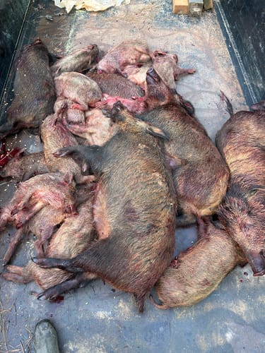 Customer photo review of Pig Brig Trap System