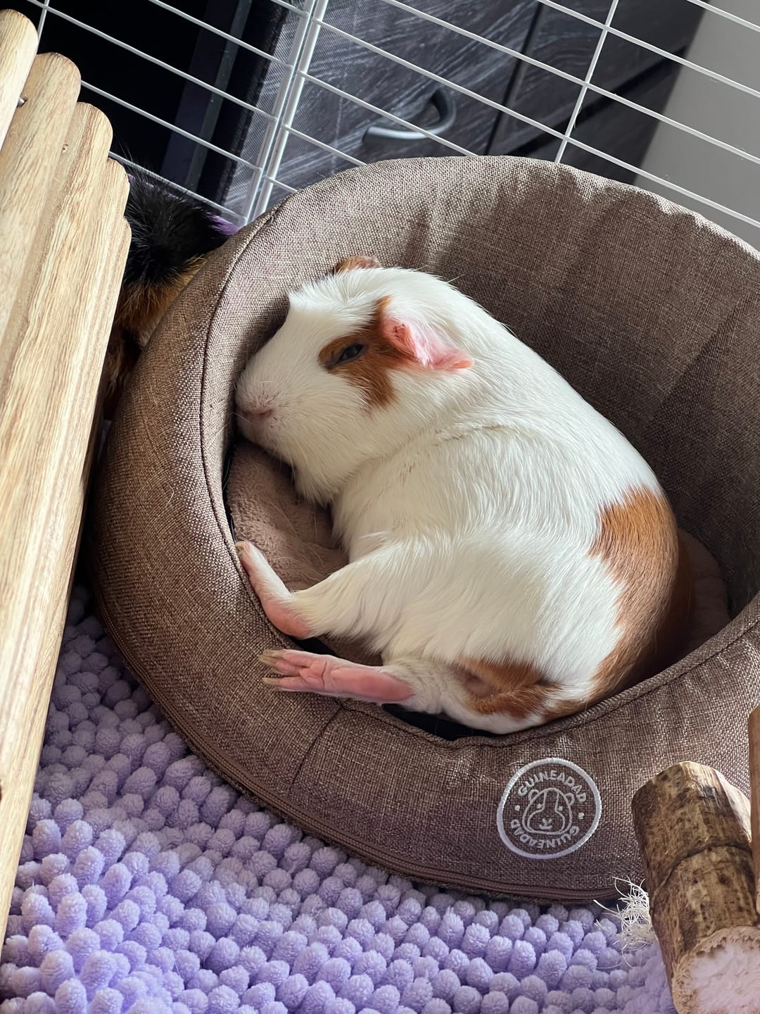 Customer photo review of GuineaDad Comfy Couch Memory Foam Sofa