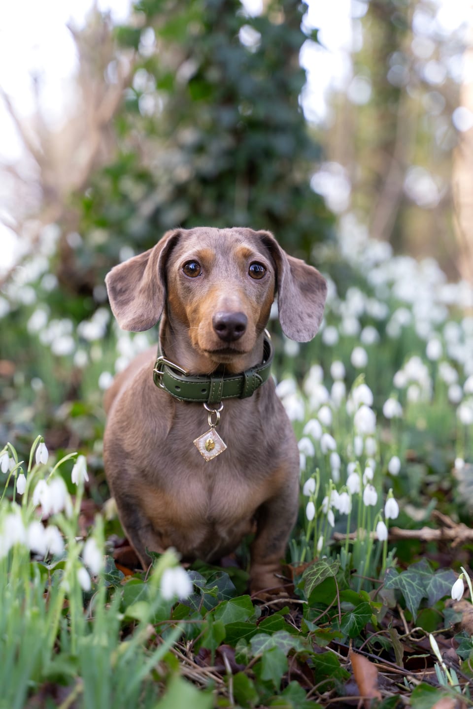 Customer photo review of Olive Dog Collar