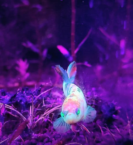 Customer's vibrant Female Betta Fish with koi patterns and glowing eyes under purple aquarium light.
