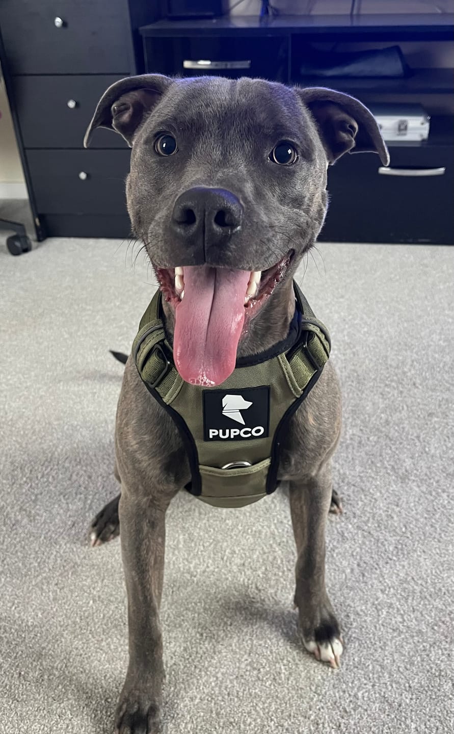 Customer photo review of Prime harness - Khaki